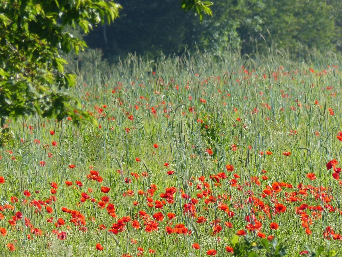 호후예트 Au Ptit Coquelicot 빌라 외부 사진